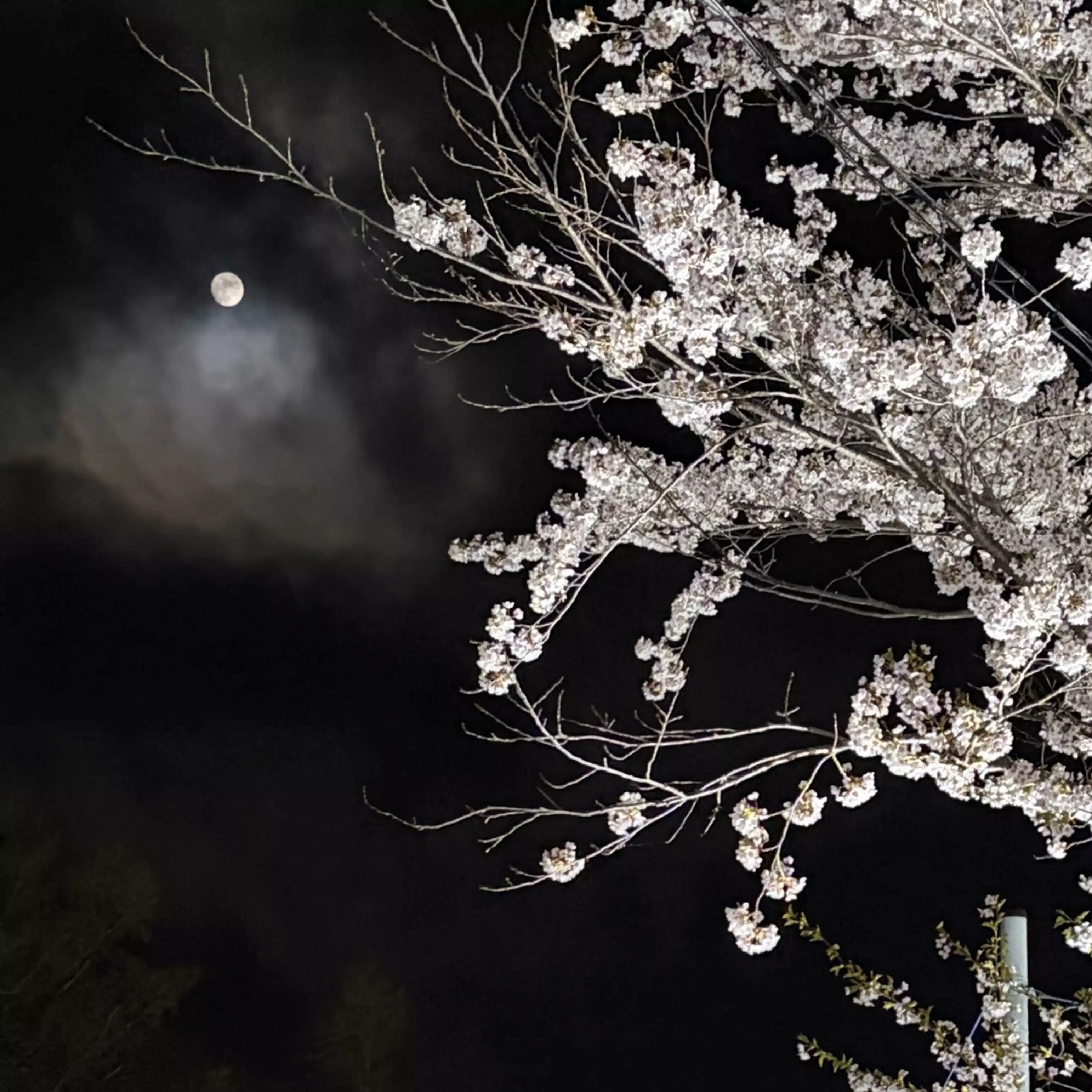 悠華