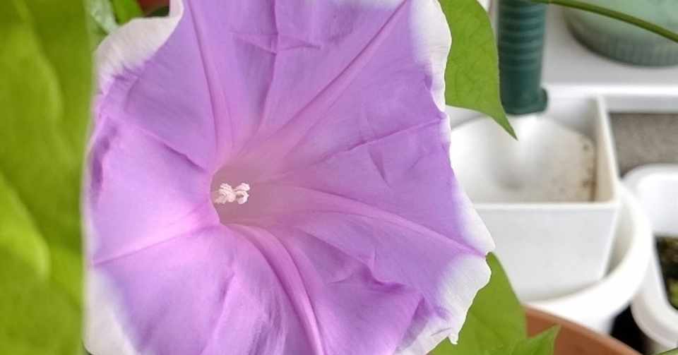 山形の郷土料理 だしだけじゃないぜっ もなちん 遊び人 そして料理人 Note