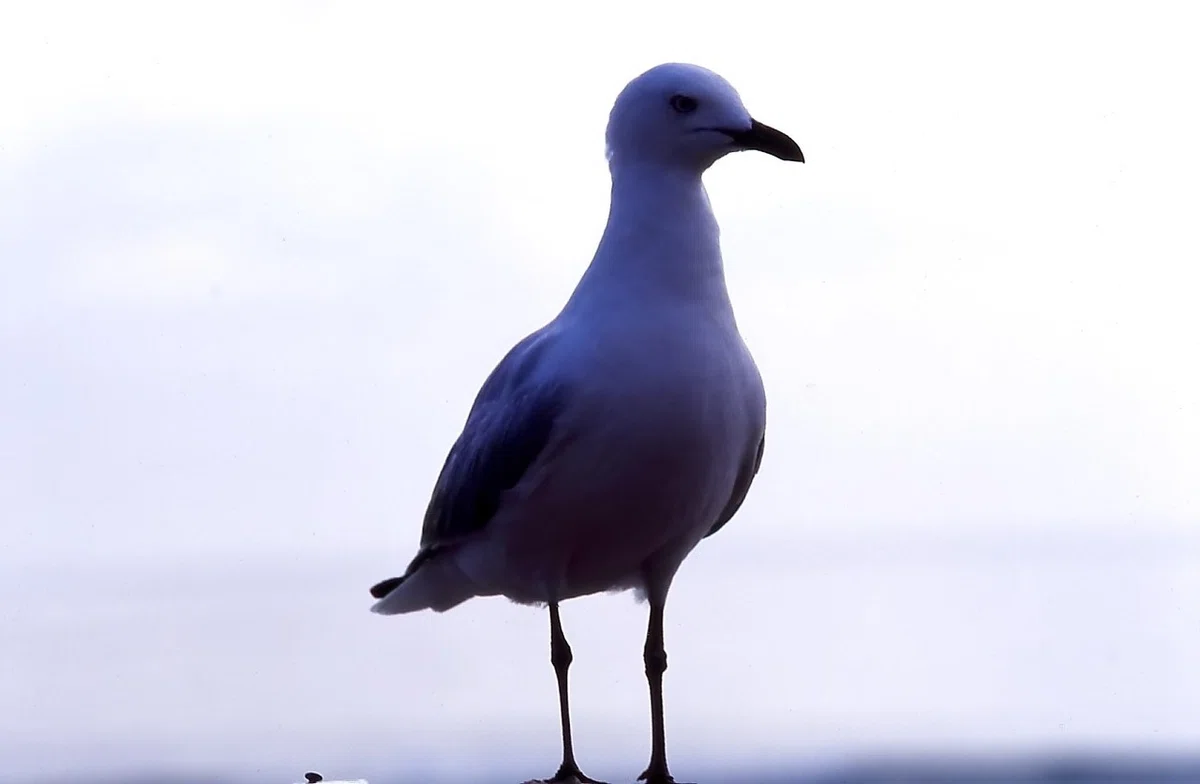 画像18