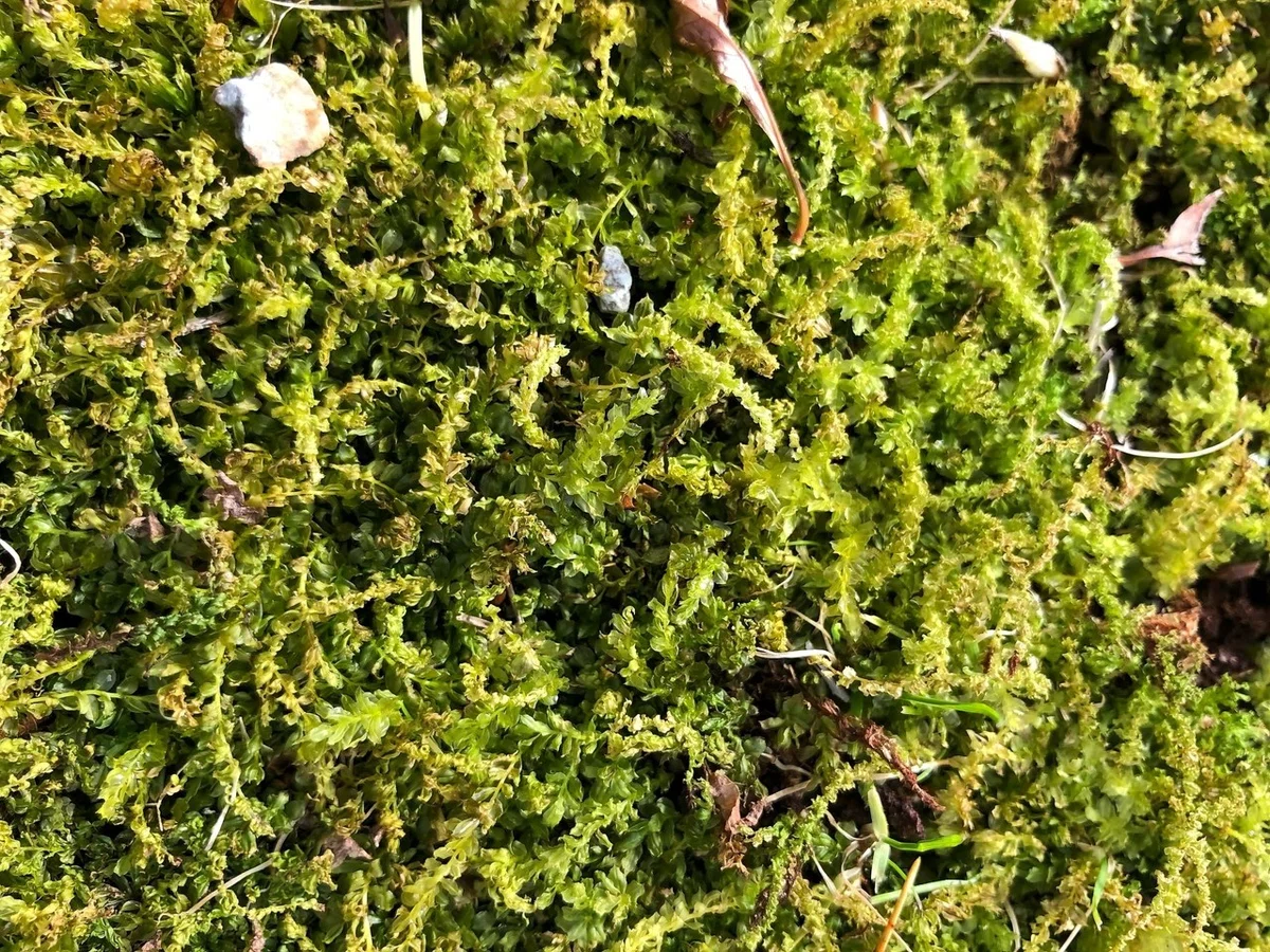 画像35