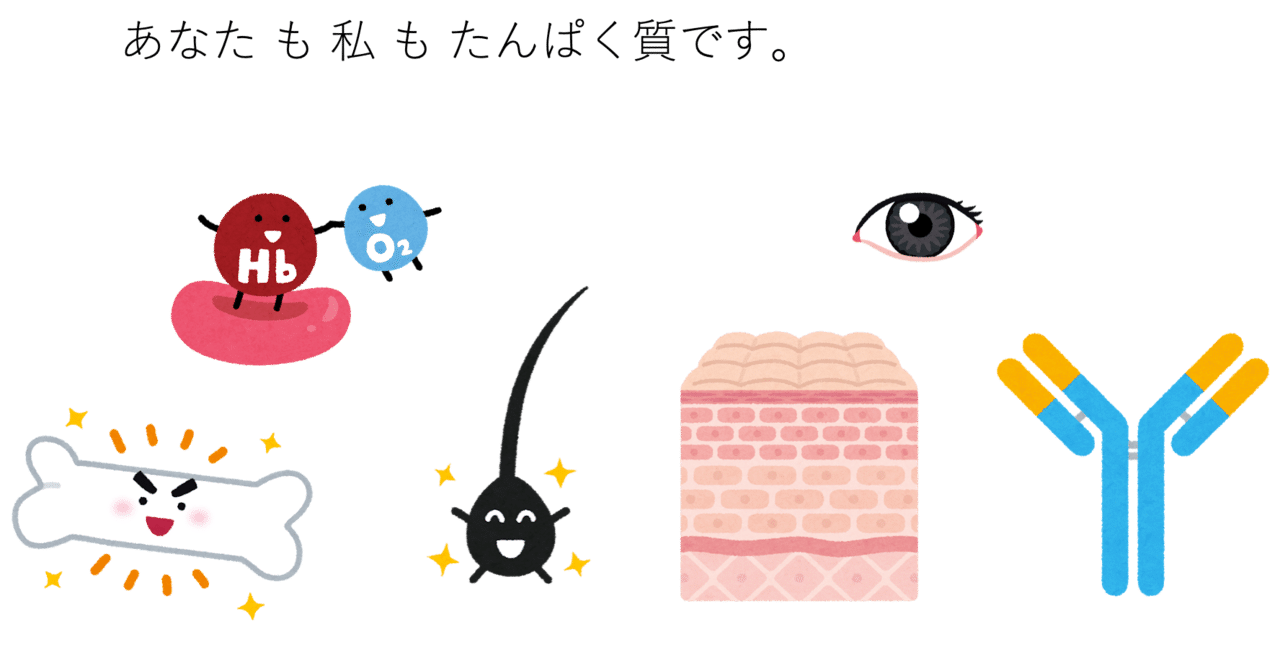 たんぱく質 イラスト 無料 最高の壁紙のアイデアcahd