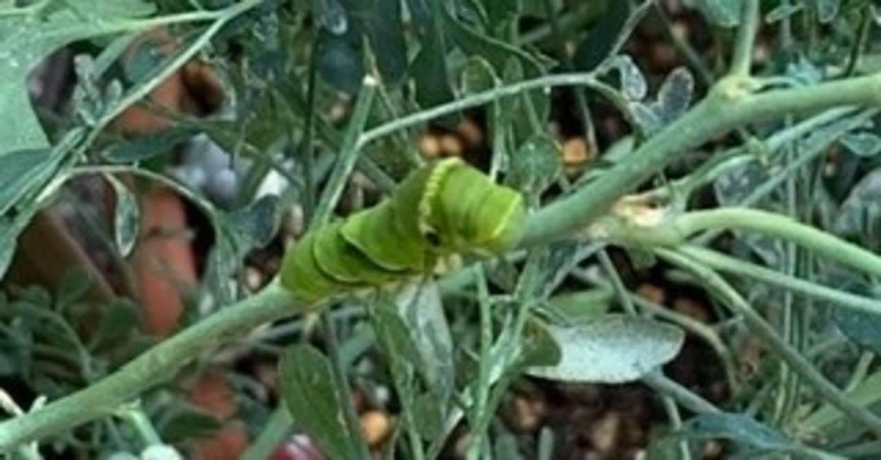 アゲハの幼虫 脱皮 つき Note アゲハの幼虫 脱皮 つき Note