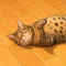 ねこ美