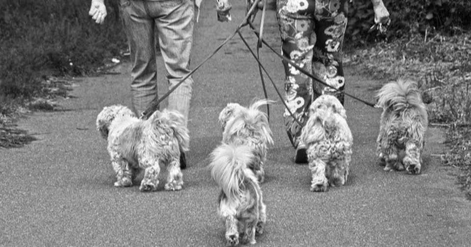 お散歩リードと 教育のこと なーみん Note