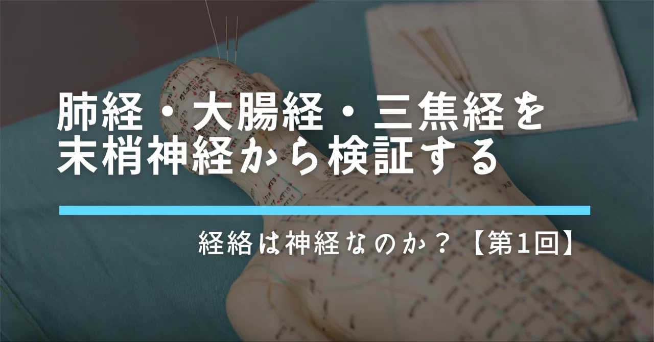経絡は神経なのか？【第1回】肺経・大腸経・三焦経を末梢神経から検証する｜宮城島大樹＠日本で最もトレーナーを育成してるトレーナー