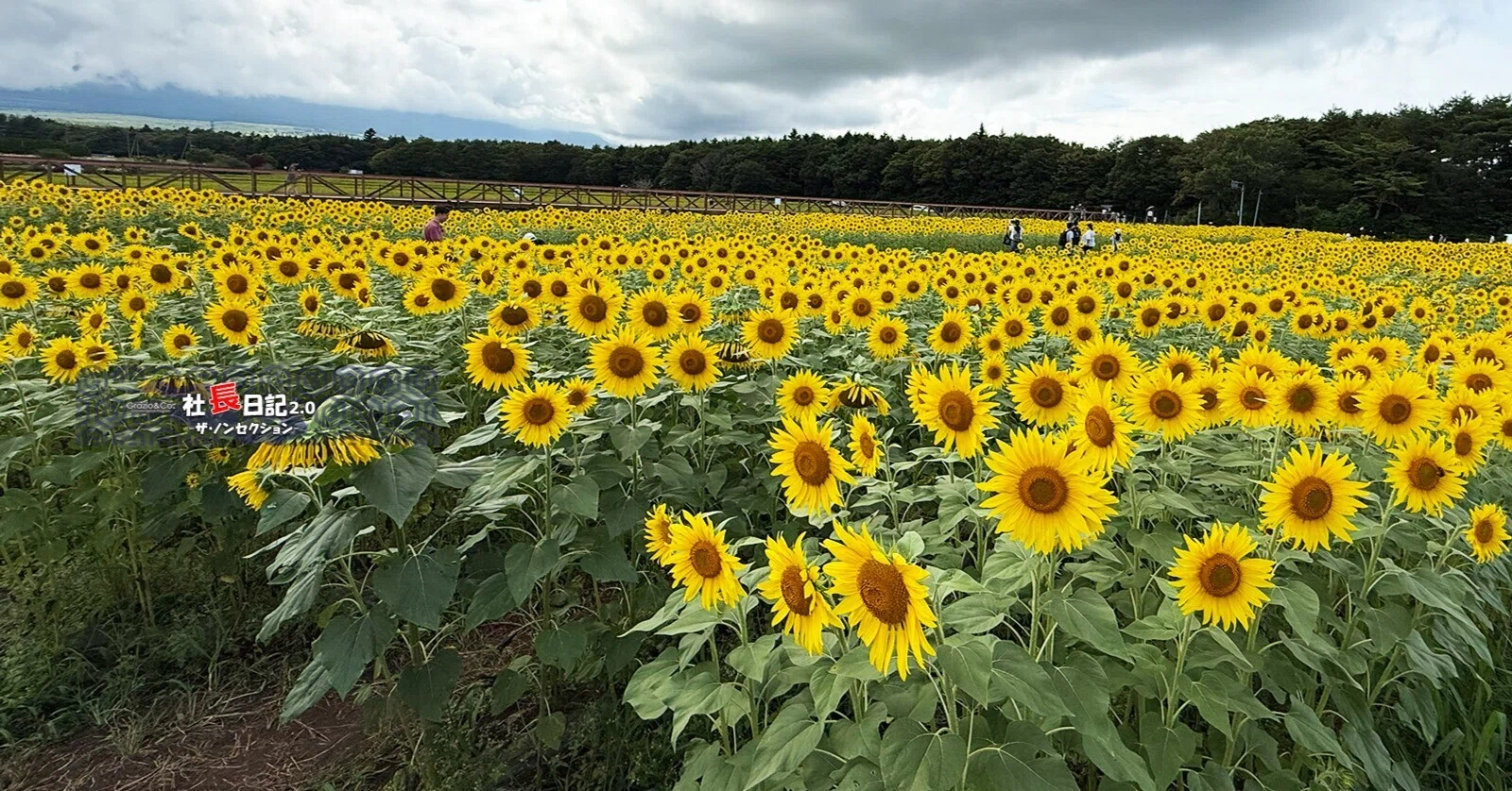2026年夏休みの話 その③ 「花の都公園ひまわり」｜Grazio&Co.社長日記2.0