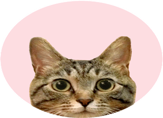 今日も猫ちゃんが愛に溢れる 咲え Note