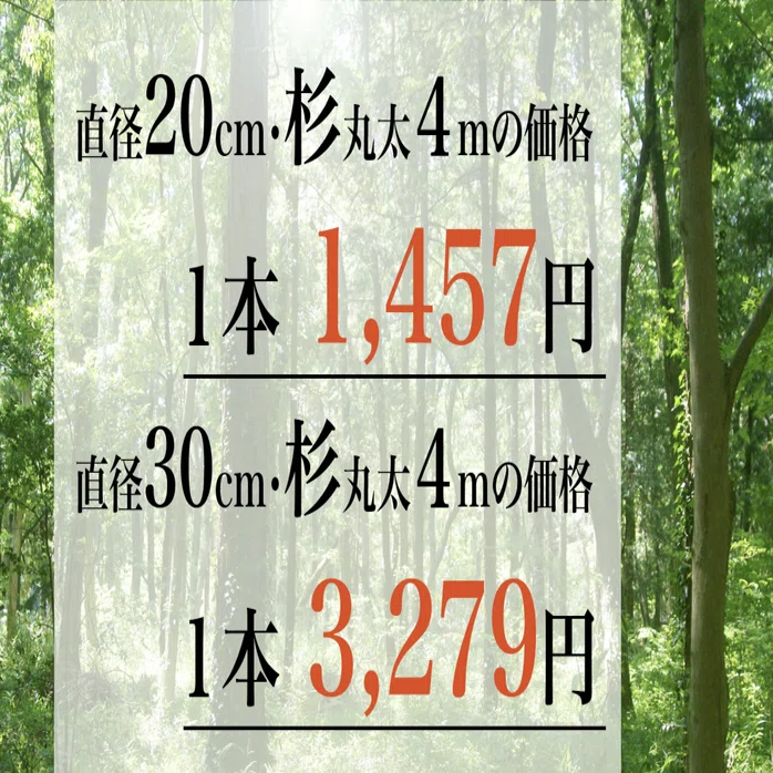 丸太一本の価格、ご存知ですか？｜AJ