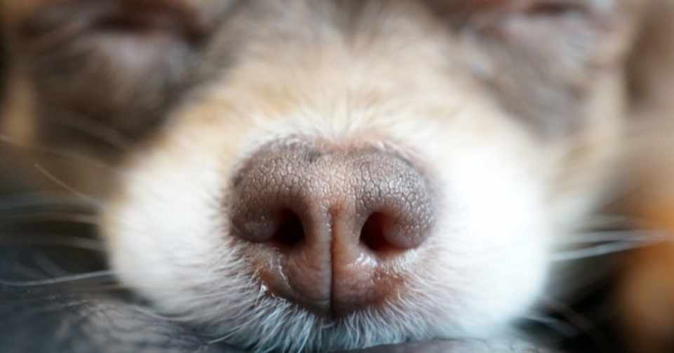 犬の嗅覚 犬の飼い主サポートのplam Note