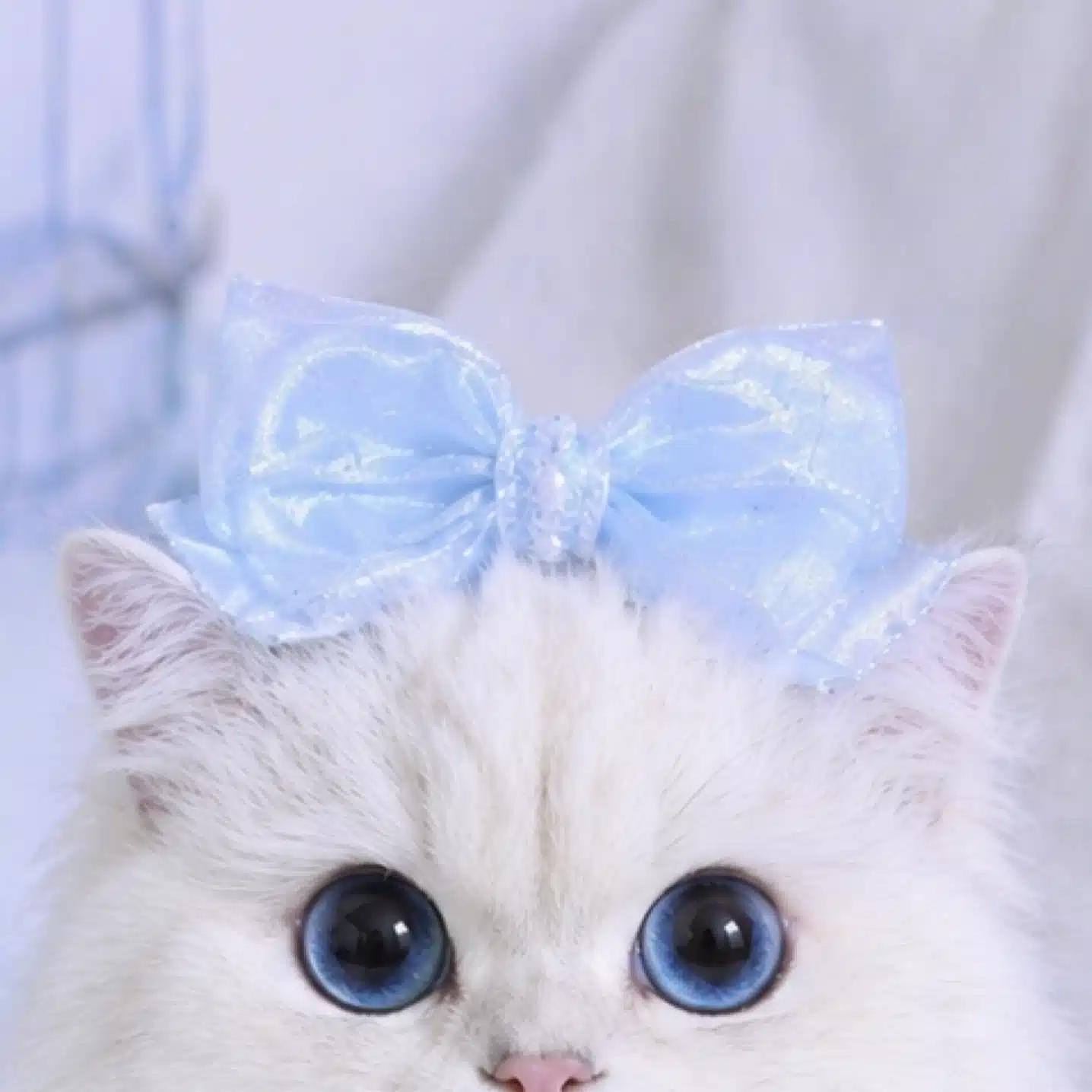 ねこみみ🎀