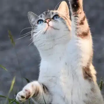 おるおら