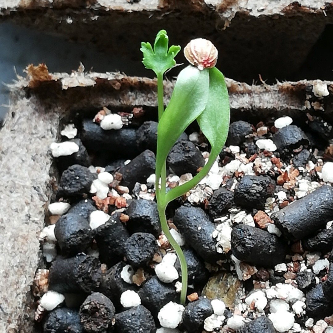 パクチーがどう育つのか気になって毎日まじまじと見ています 池田暁子 いけだきょうこ Note