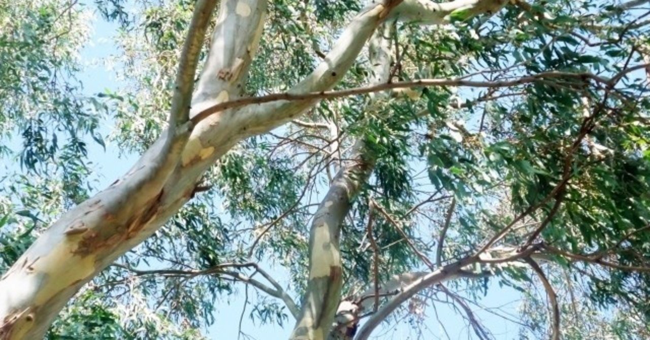 マスクスプレー作ってみた Lingoむちこ Note