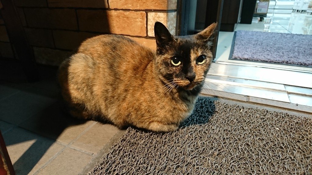 群衆の中の猫 毛利秋王 Akio Mouri Note 群衆の中の猫 毛利秋王 Akio Mouri Note