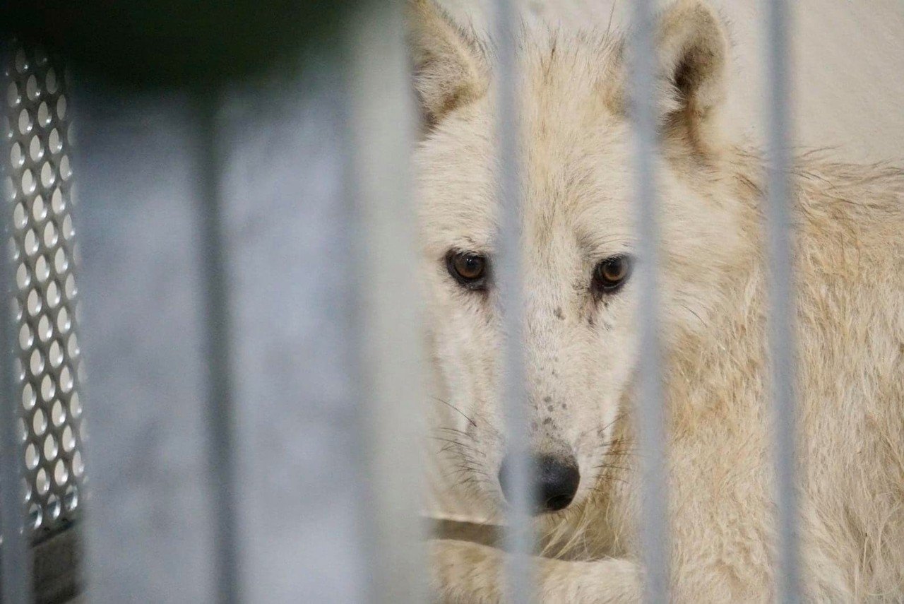 幻の白い狼に導かれて｜spectaclesuzuki