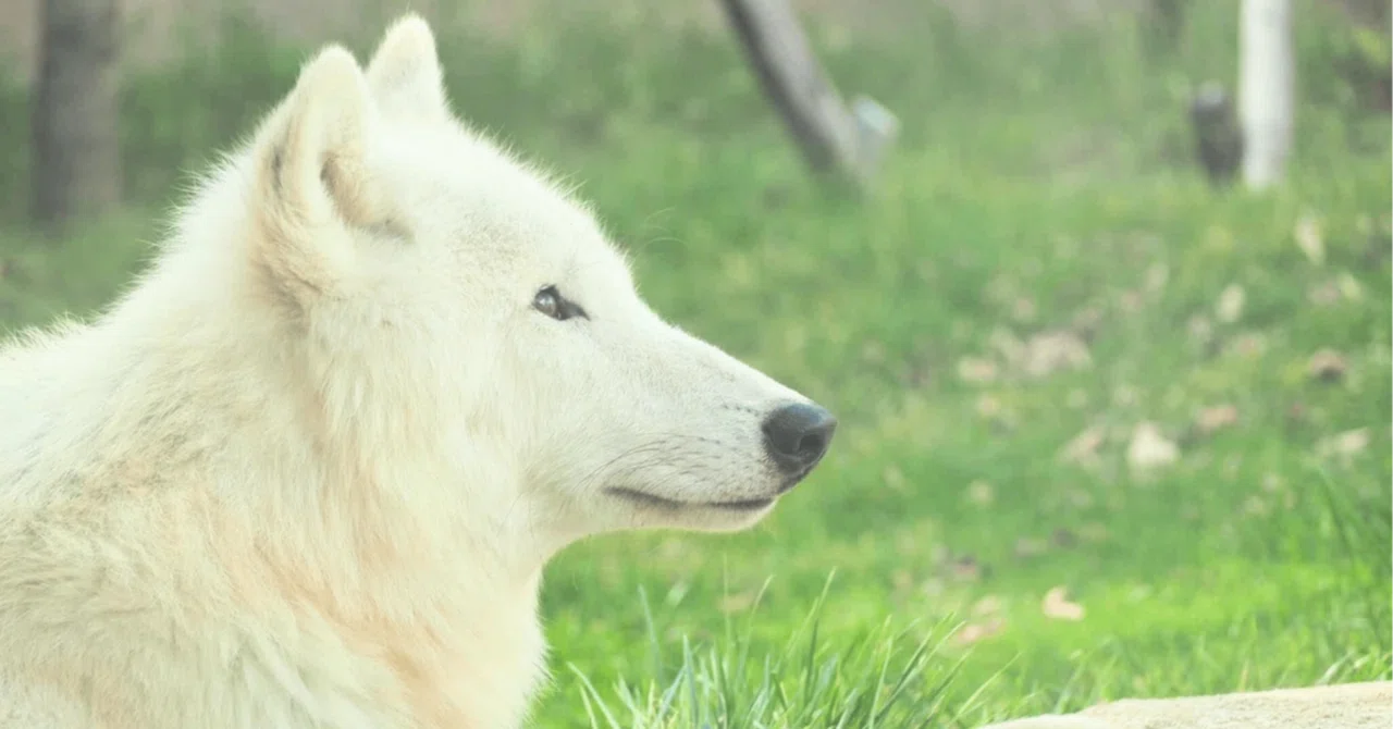 ホッキョクオオカミ（愛称：アザリー）が急死しました｜那須どうぶつ