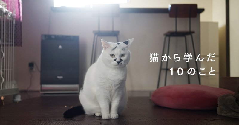 猫から学んだ10のこと