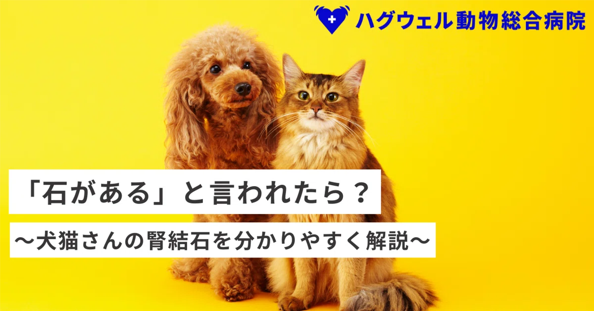 [Supervised by Veterinarians] Kidney Stones in Dogs and Cats: Is It ...