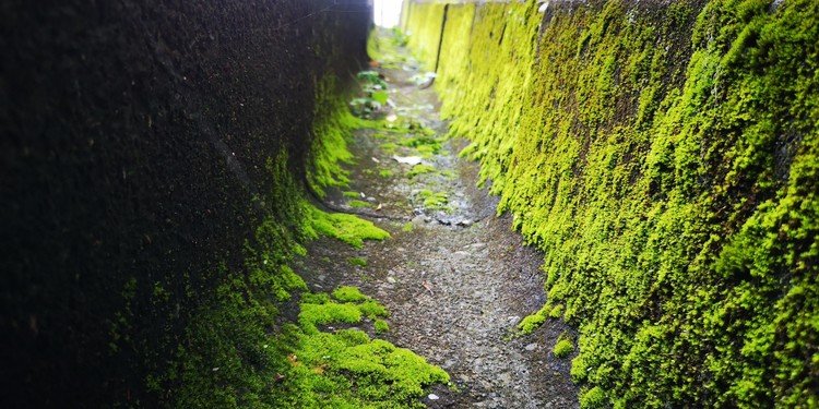 坂道の緑の側溝