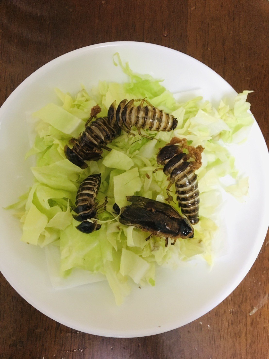 024 驚愕のゴキブリ料理 G組飼育係 Note