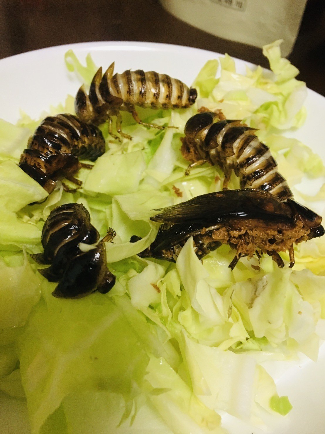 024 驚愕のゴキブリ料理 G組飼育係 Note