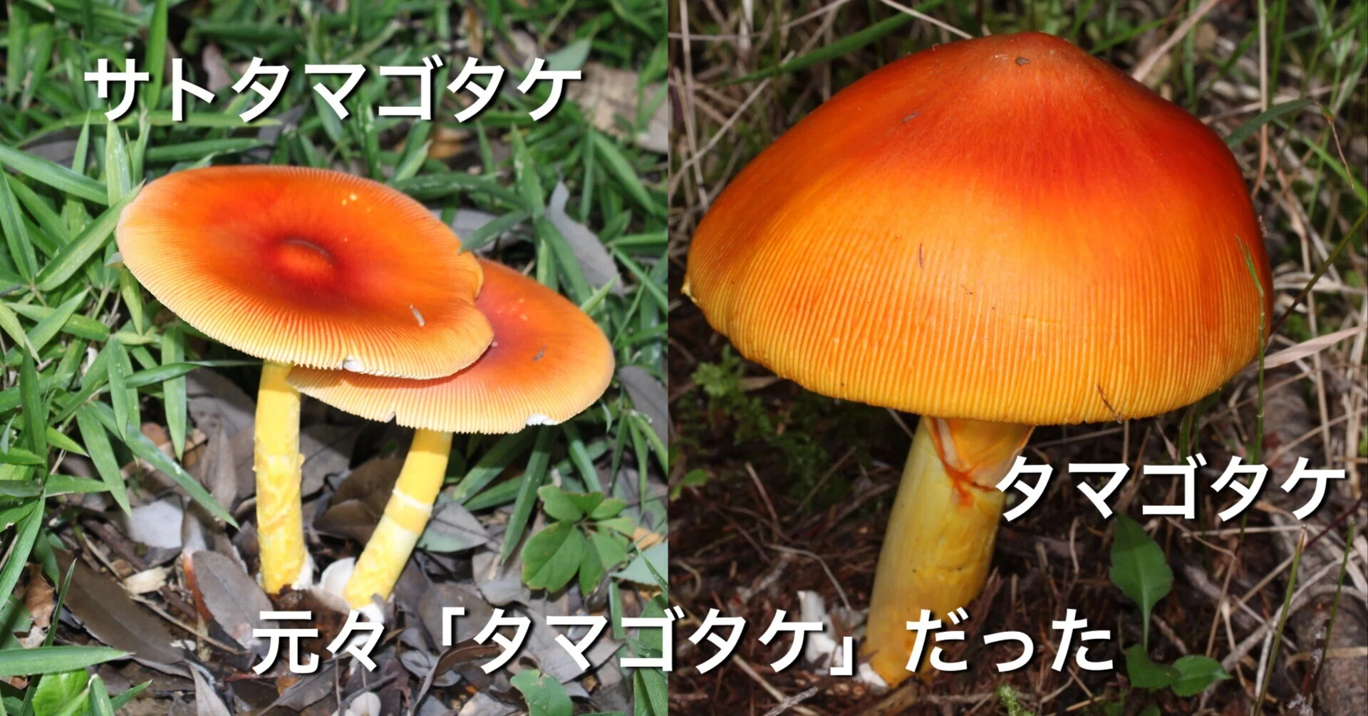 科学解説】タマゴタケとサトタマゴタケはどこが違うのか？WI値（暖かさ