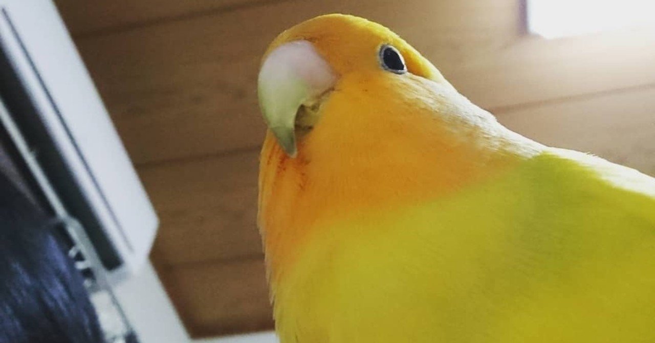 うちのお鳥様 王子様 うめ様 あまた悠海 Note