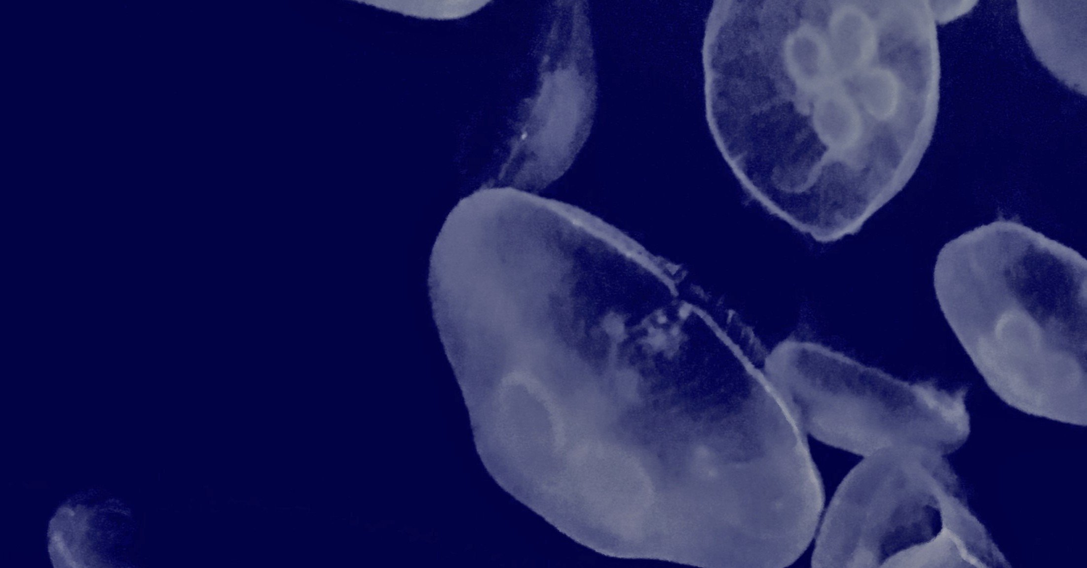 新刊 海月館水葬夜話 7 17 金 東堂 燦 Note