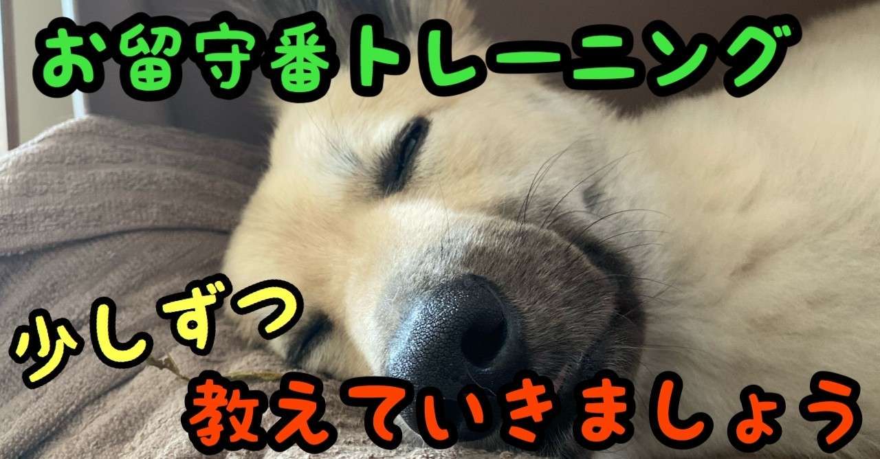 お留守番トレーニング 順番にレベルを上げていきましょう ドッグライフサポーター 獅子パパ Note