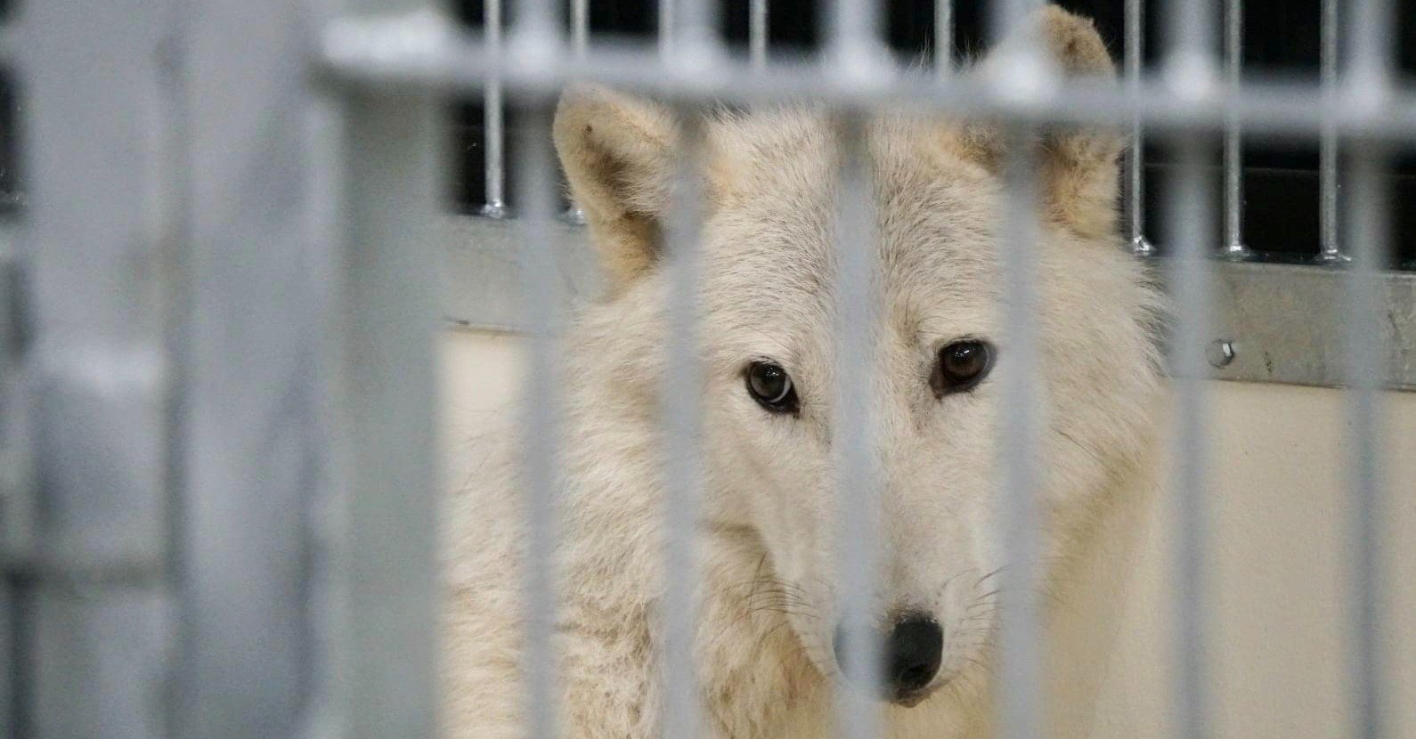 幻の白い狼に導かれて Spectaclesuzuki Note 幻の白い狼に導かれて Spectaclesuzuki Note