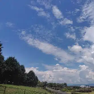 dear_stork4737
