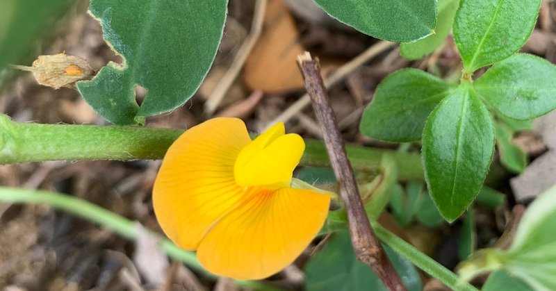 落花生の花