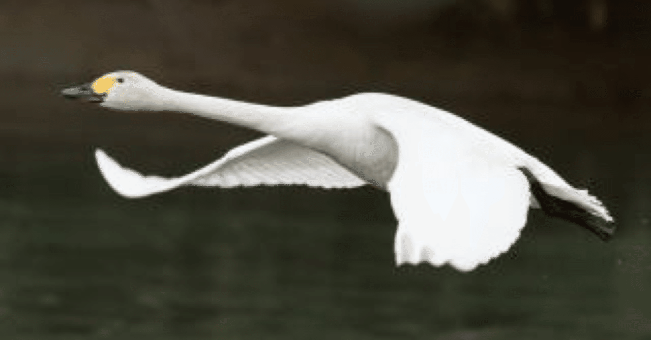 僕が最近白鳥翔を推してる理由 牡丹たん Note