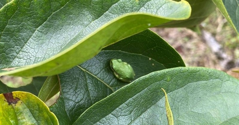 葉っぱもかえるも柿もみどり よこたいたる 世界旅行中 オンラインで Note 葉っぱもかえるも柿もみどり よこたいたる 世界旅行中 オンラインで Note