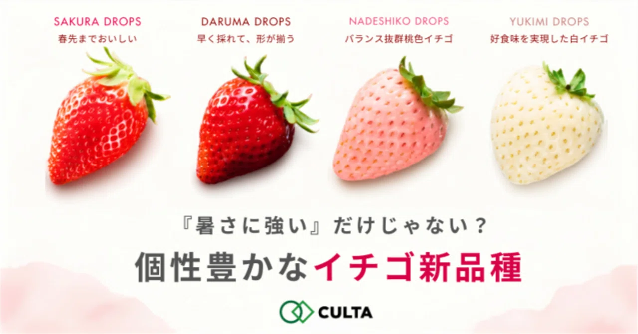 CULTA品種紹介】「暑さに強い」だけじゃない？個性派揃いのイチゴ新