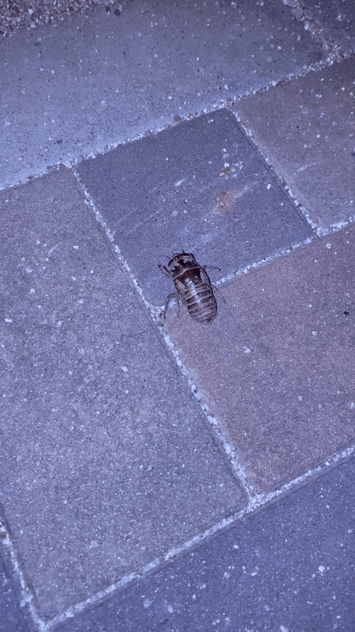 セミの赤ちゃん 羽化 かず ホテル 旅館 飲食店の事業再生 改善コンサルティングファーム 代表 Note