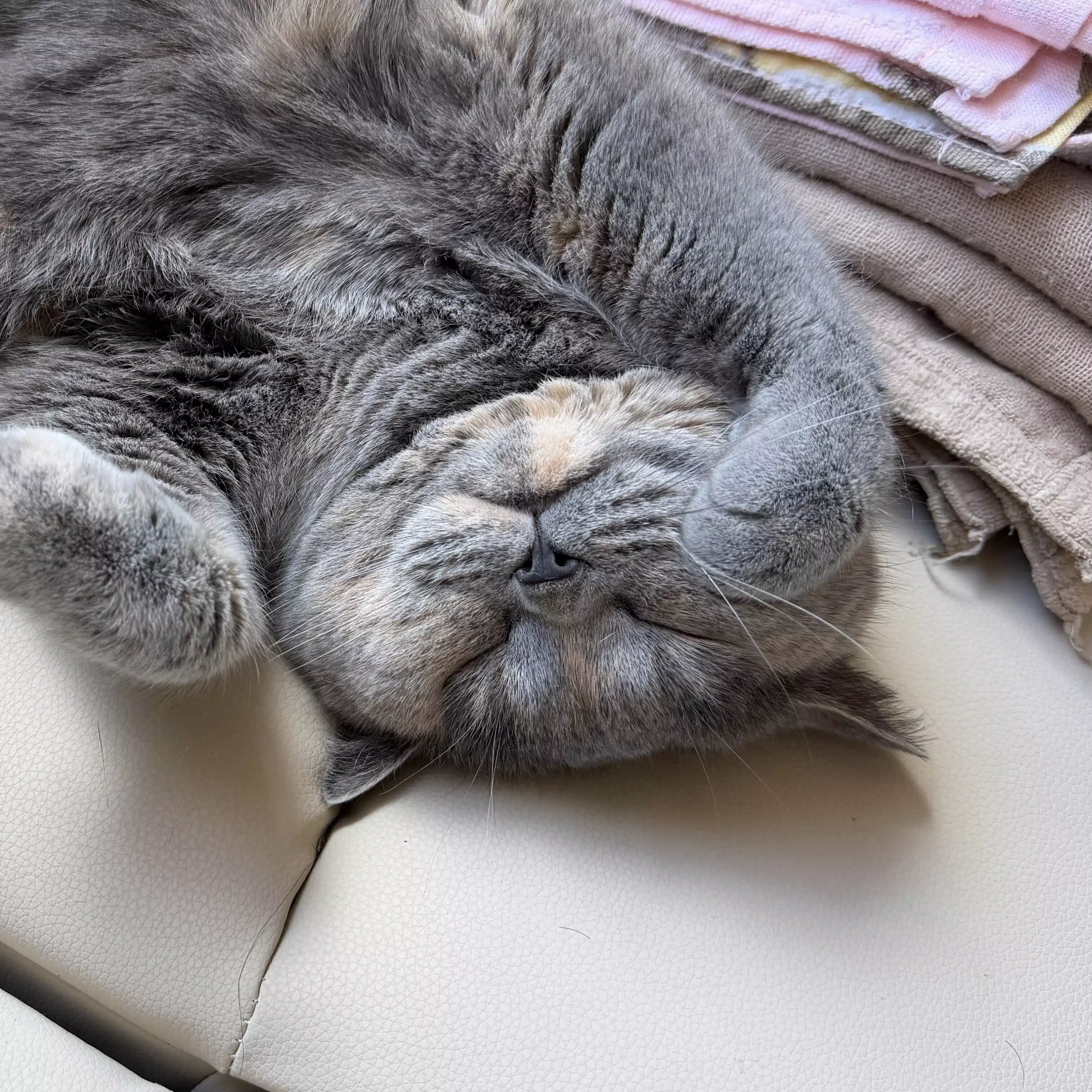 サビ猫しっぽ