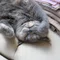 サビ猫しっぽ