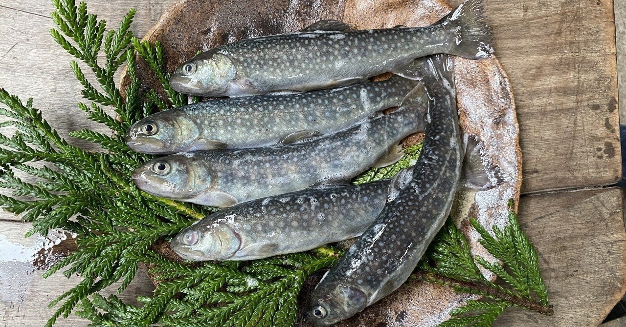 ほぼ天然のイワナ塩焼き お刺身 Noriaki Kawanishi 黒崎base半農style Note ほぼ天然のイワナ塩焼き お刺身 Noriaki Kawanishi 黒崎base半農style Note