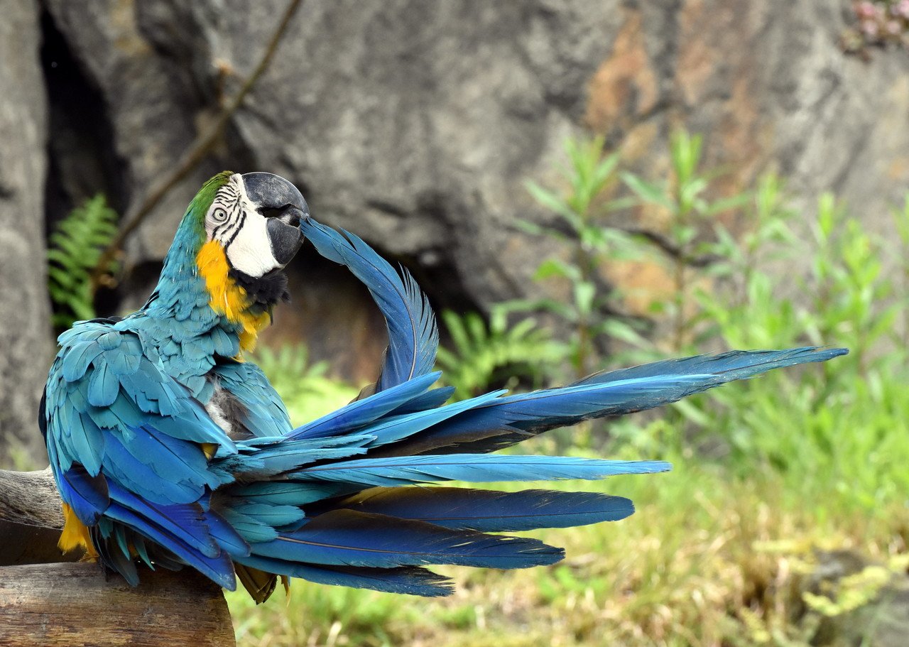 ルリコンゴウインコ＠オウム目インコ科｜hirahiranote