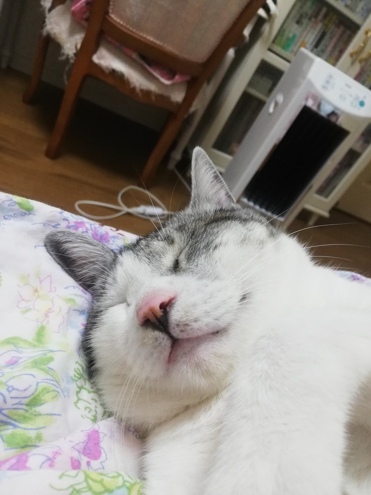 笑いながら寝てる 野良猫ひょっこりはん 丸顔 Note 笑いながら寝てる 野良猫ひょっこりはん 丸顔 Note