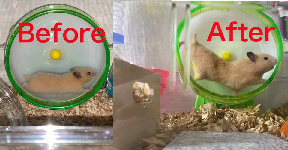 ハムスター飼育日記82日目 2020 7 16 サトウショウヘイ Note