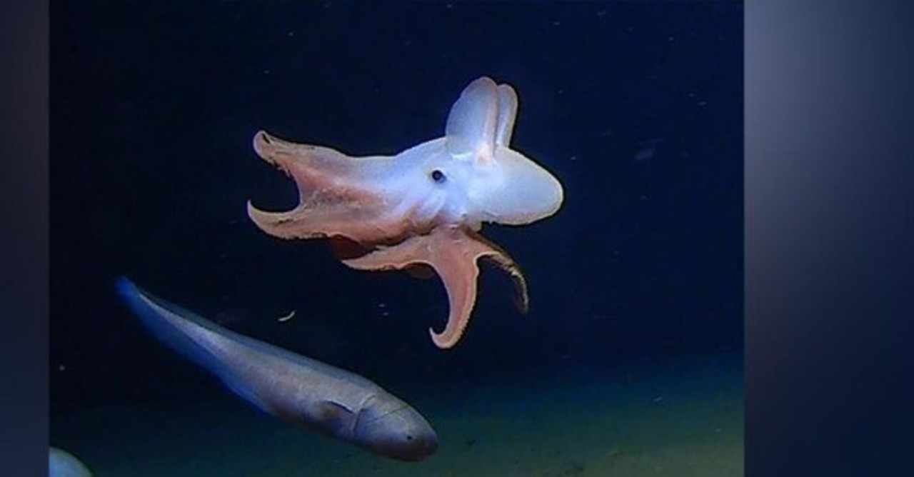 ダンボ オクトパスとダイオウイカ 深海のタコとイカ Gelate ジェレイト Note