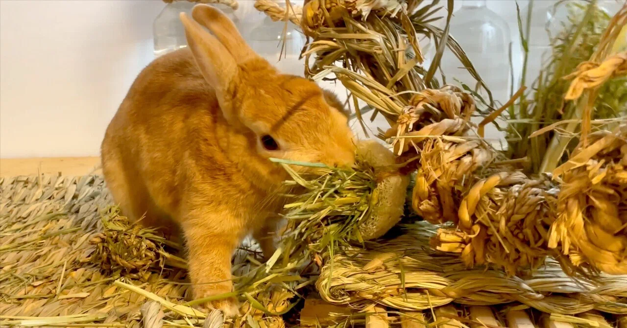 うさぎの温湿度計4台で比較…けっこう誤差があるぞ〜というお話｜うさぎ