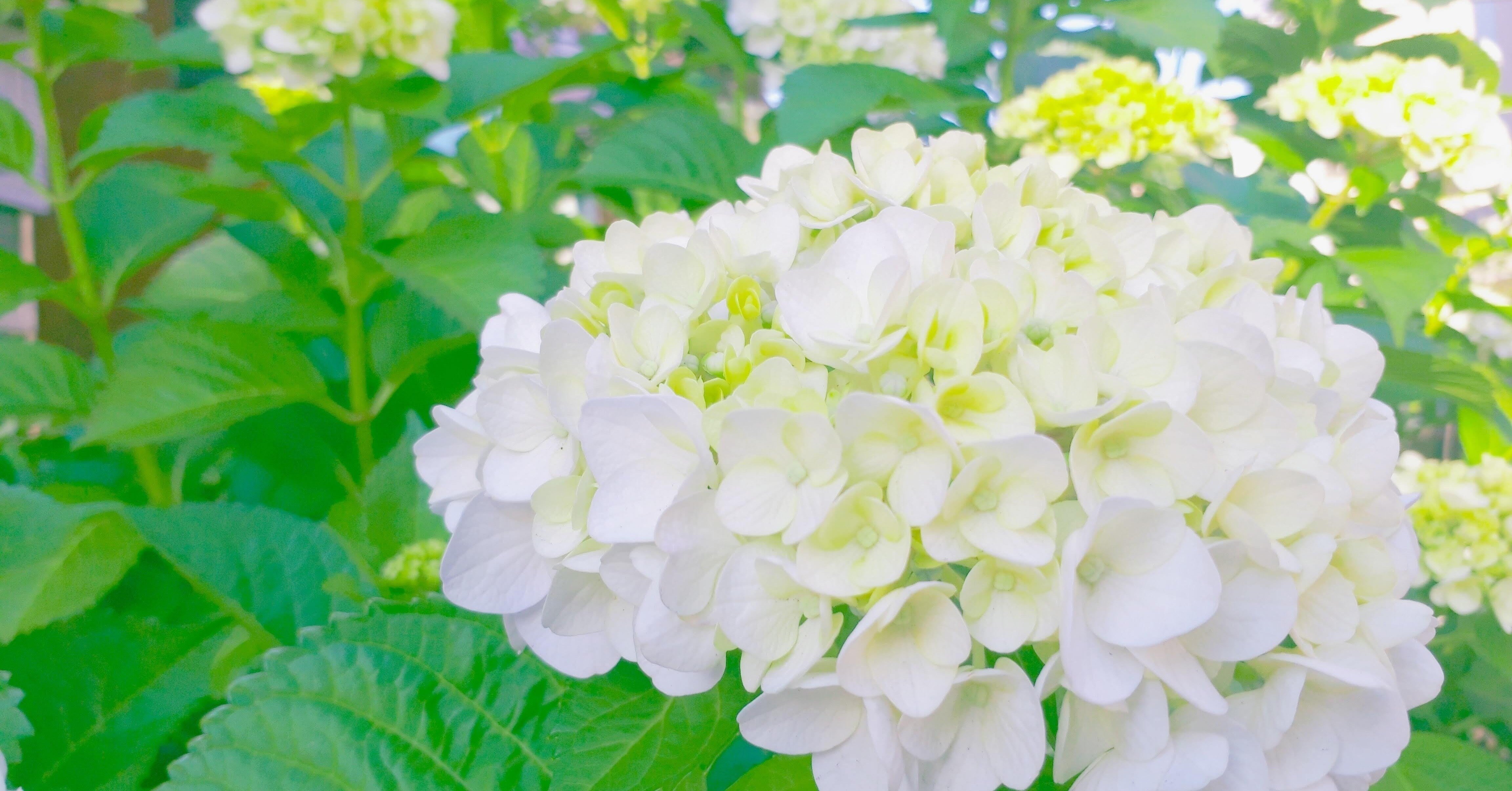 紫陽花から連想する珍味といえば おさかなマイスター神谷 Note 紫陽花から連想する珍味といえば おさかなマイスター神谷 Note