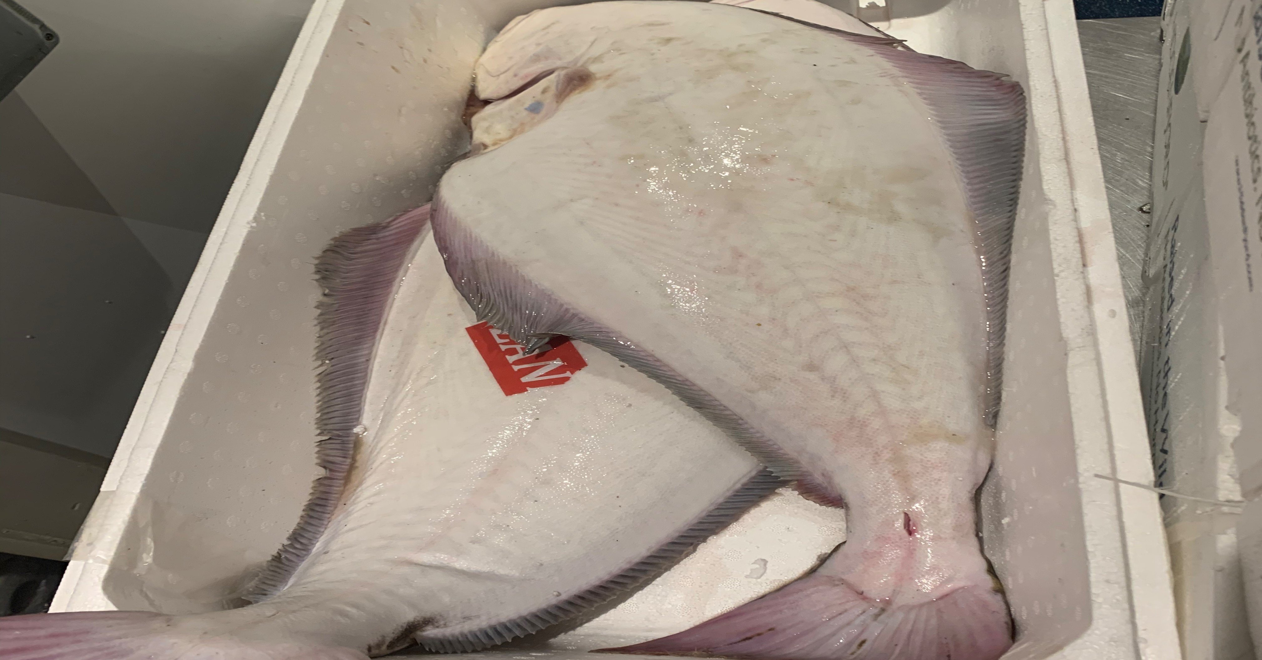 ロンドンの魚屋の全然役に立たないお魚図鑑 Halibut編 プリヒル姉さん 魚屋 Note