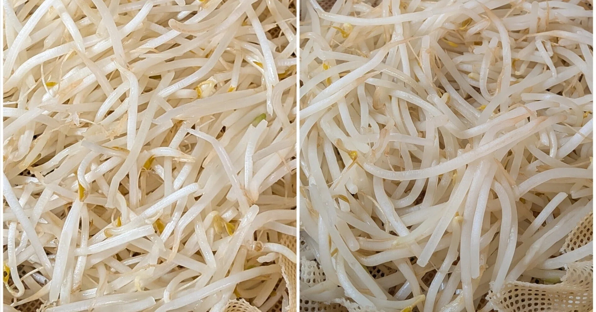 もやし様 泣かないで、もやし。｜おらんじぇっと