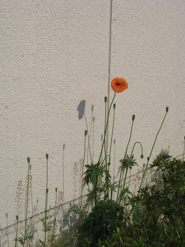 壁の花