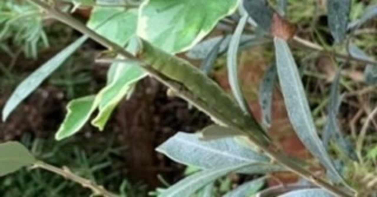 何だろ この青虫 つき Note