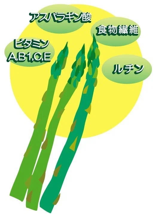 夏バテを感じたら アスパラギン酸 Yokoito イラスト Note